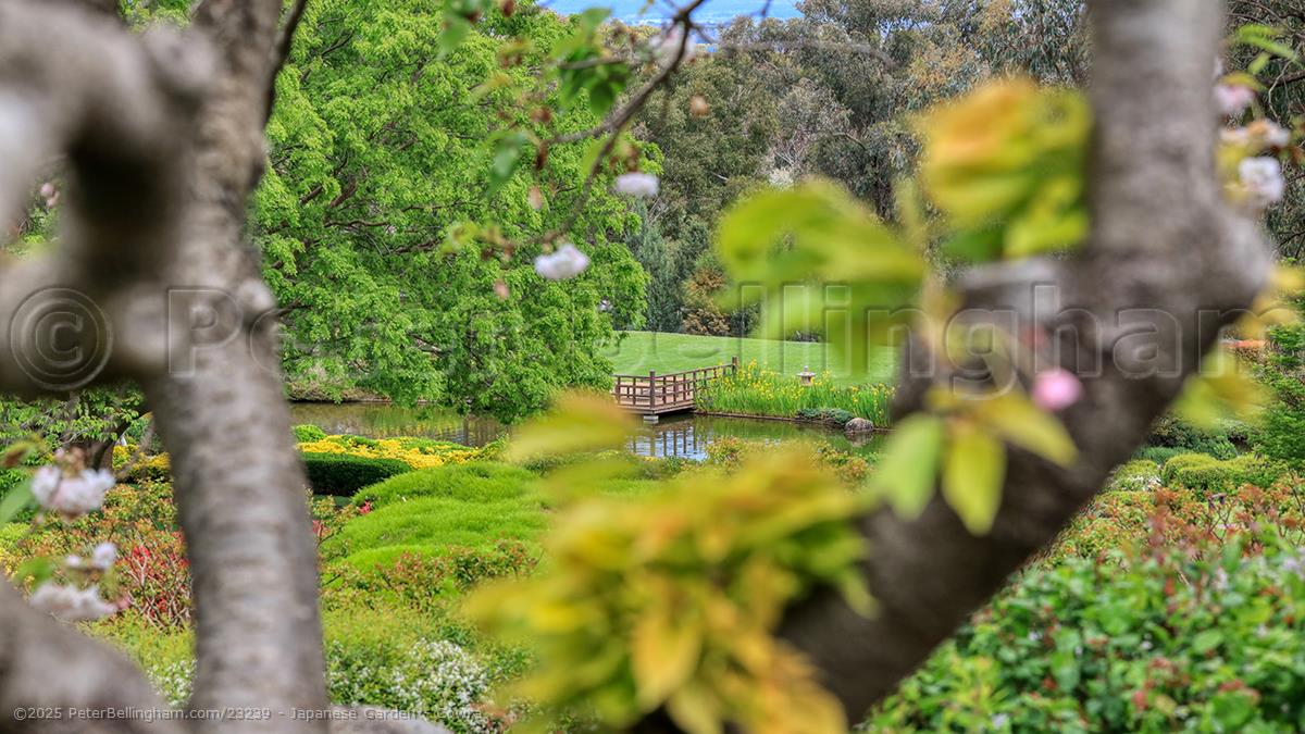 Peter Bellingham Photography Japanese Garden - Cowra